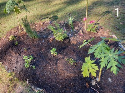 Papaya and friends