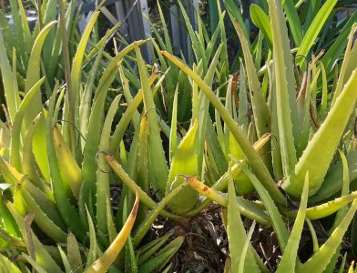 Aloe Vera in ground