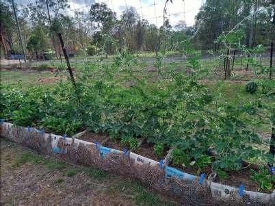 Melons on trellis