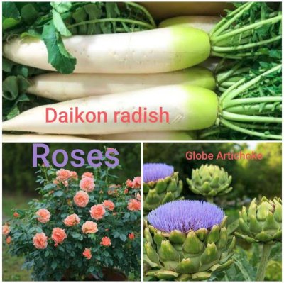 Daikon Radish, Roses, and Globe Artichoke